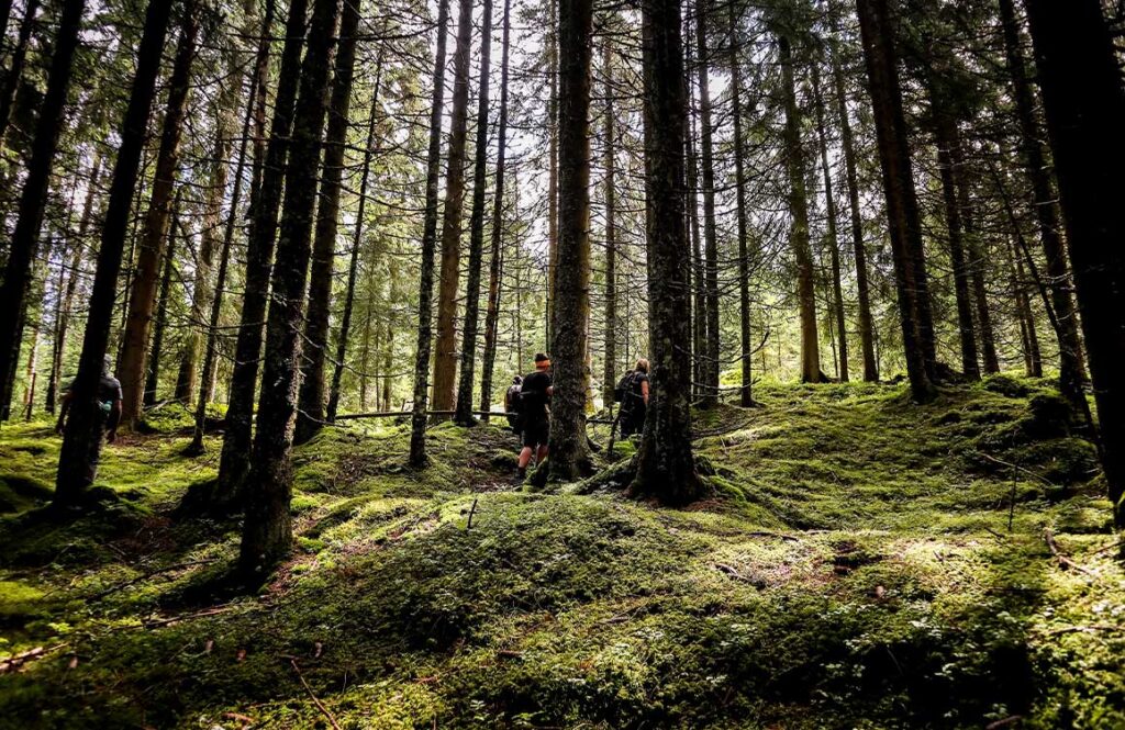 Durch den Wald - Waldbaden in Tirol